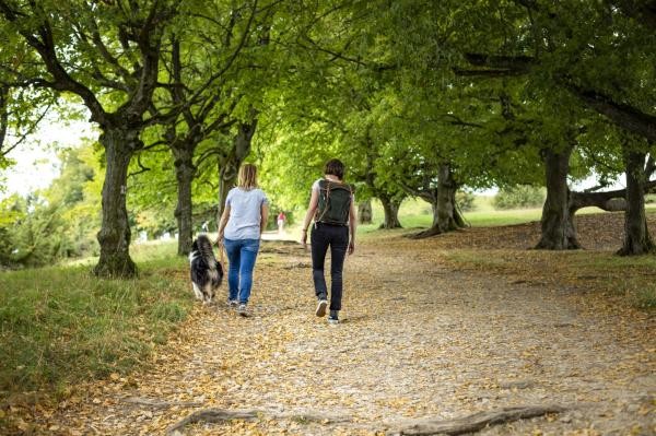 Zwei Wanderer mit Hund auf dem Weg zum Ipf-Plateau
