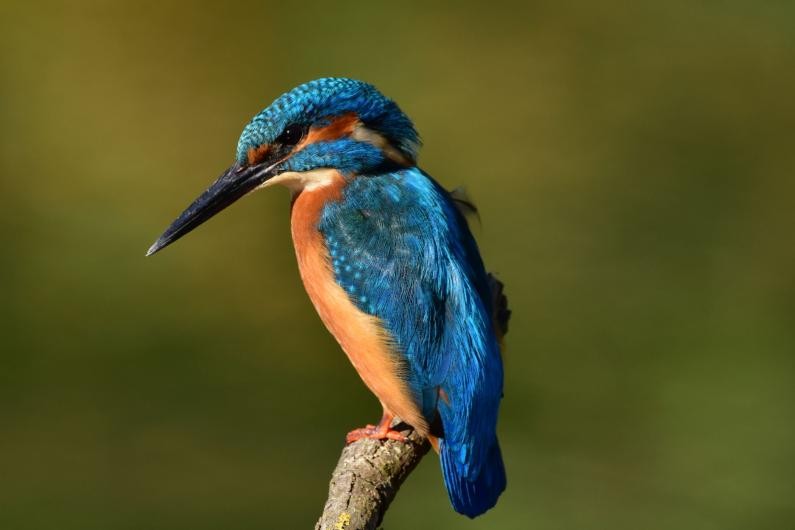 Eisvogel in der Sechtaaue